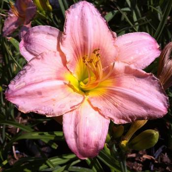 Hemerocallis 'Corinthian Pink'