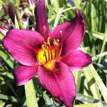 Hemerocallis 'Cricket Dance'