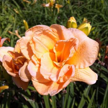 Hemerocallis 'Cute Thing' 