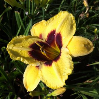 Hemerocallis 'Don Stevens'