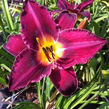 Hemerocallis 'Georgette Belden'