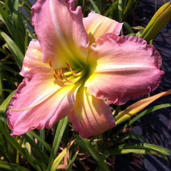 Hemerocallis 'Harbor Gate'