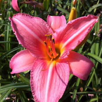 Hemerocallis 'Heron'