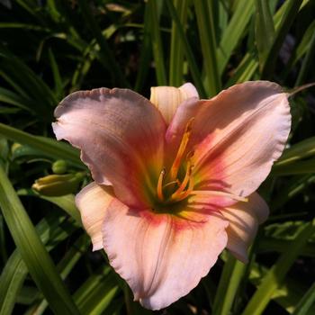 Hemerocallis 'Lady Eleanor'