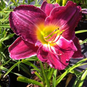 Hemerocallis 'Lexington Avenue' 