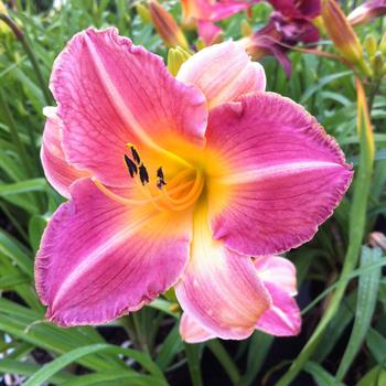 Hemerocallis 'Lovely Rose'