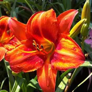 Hemerocallis 'Mended Heart' 