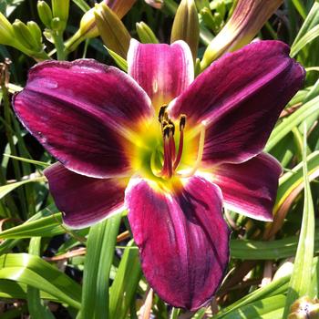 Hemerocallis 'Midsummer Nightingale' 