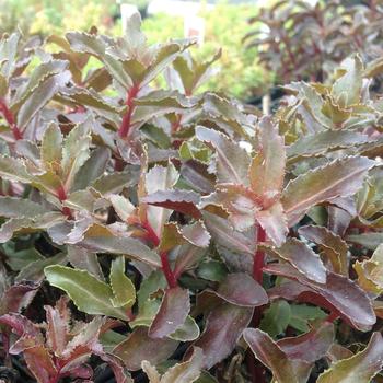 Sedum telephium 'Ringmore Ruby' 