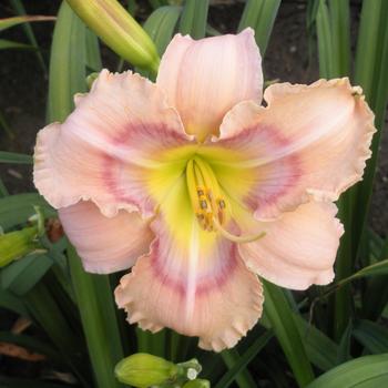 Hemerocallis 'Mystical Rainbow' 