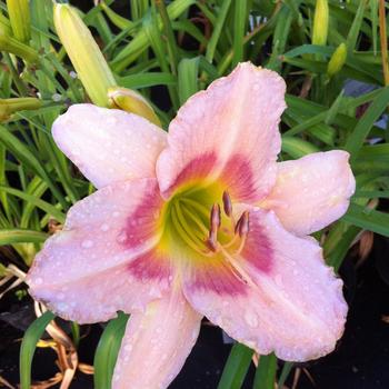 Hemerocallis 'Panchen Lama'