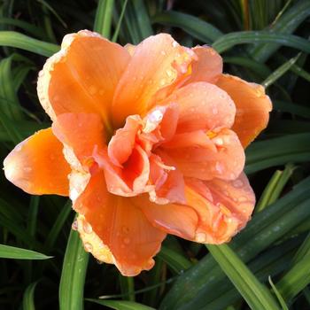 Hemerocallis 'Peach Magnolia'