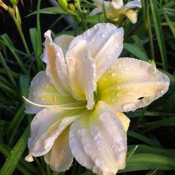 Hemerocallis 'Peggy Jeffcoat' 