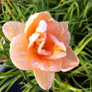 Hemerocallis 'Phenome'