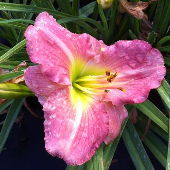 Hemerocallis 'Pink Monday' 