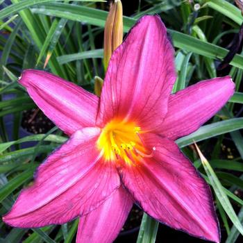 Hemerocallis 'Plum Perfect'