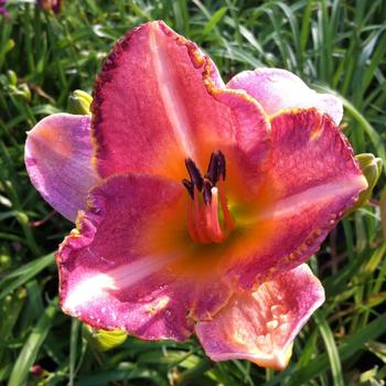 Hemerocallis 'Posh Design' 