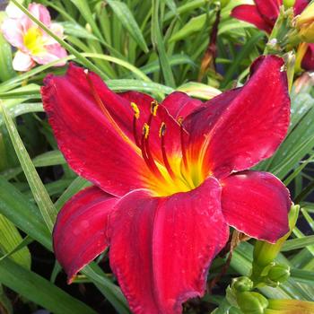 Hemerocallis 'Royal Mountie'