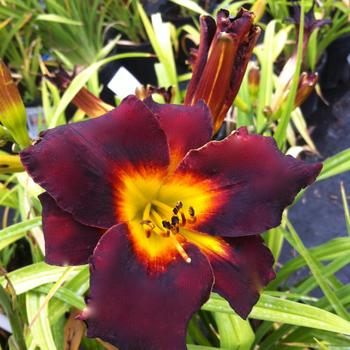 Hemerocallis 'Sir Modred'