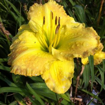 Hemerocallis 'Smuggler's Gold'