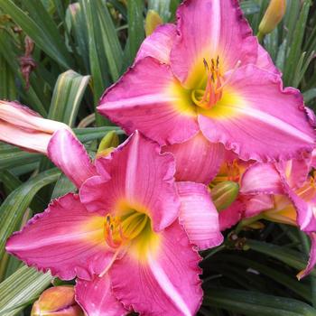 Hemerocallis 'Trade-Last' 