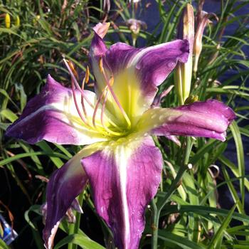 Hemerocallis 'True to Whim'