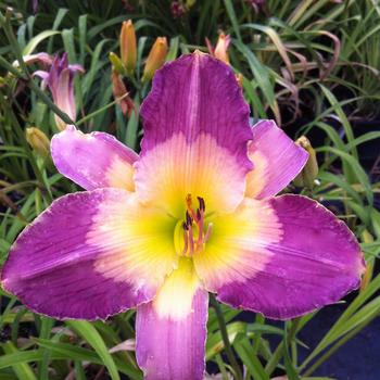 Hemerocallis 'Turkish Night'