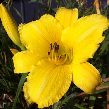 Hemerocallis 'Yellow Diamond'