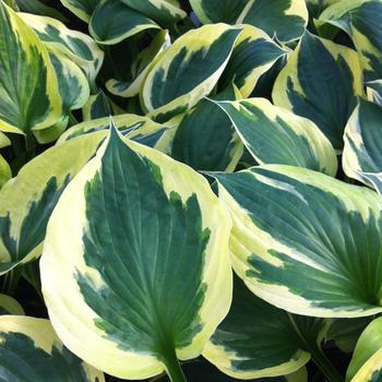 Hosta 'Anne' PP10661