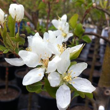 Malus 'Dolgo'