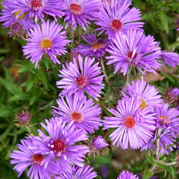 Aster novi-belgii 