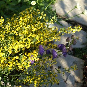 Solidago flexicaulis