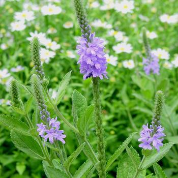 Verbena stricta