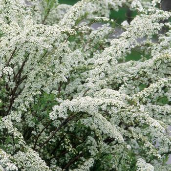 Spiraea x arguta 'Graciosa' 