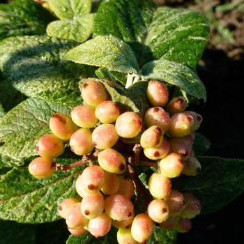 Viburnum lantana 'Variegatum'