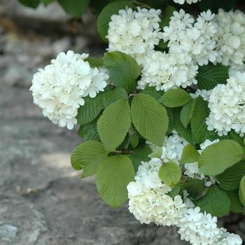 Viburnum plicatum f. plicatum 'Newport'