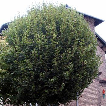 Tilia cordata 'Mini Globe' 