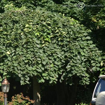 Ulmus glabra 'Pendula' 