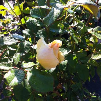Rosa 'BAIcent' PP18102