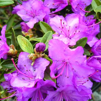 Rhododendron 'Karin Seleger'