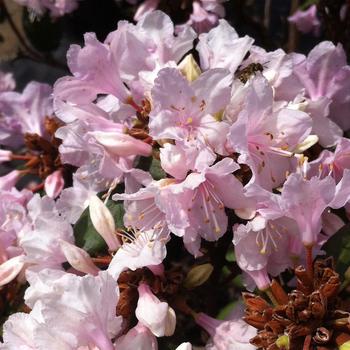 Rhododendron 'Manitou' 