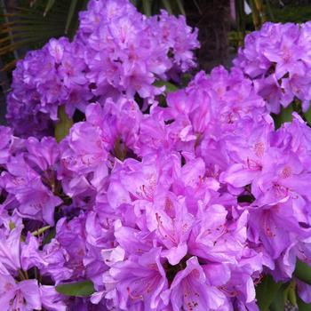 Rhododendron catawbiense 'Boursault' 