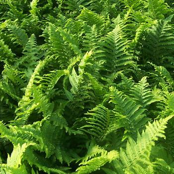 Dryopteris filix-mas 'Crispatissima' 