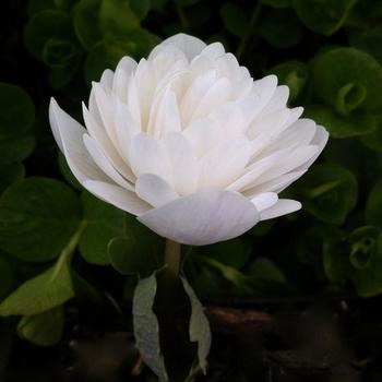 Sanguinaria canadensis f. multiplex 'Plena'