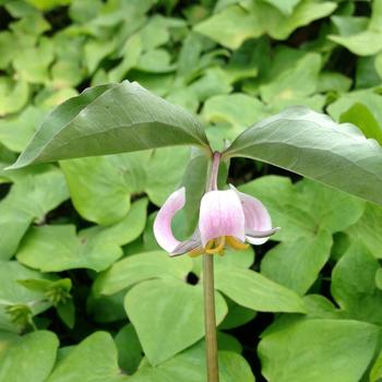 Trillium catesbaei 