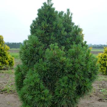 Pinus sylvestris 'Globosa Viridis'