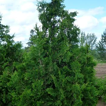 Thuja occidentalis 'Spiralis' 