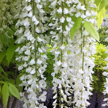 Wisteria floribunda 'Snow Showers' 