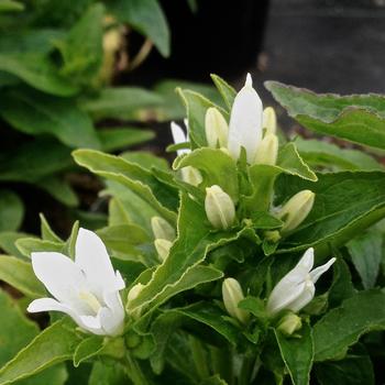 Campanula glomerata var. alba