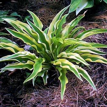 Hosta 'Alakazam' PP22342